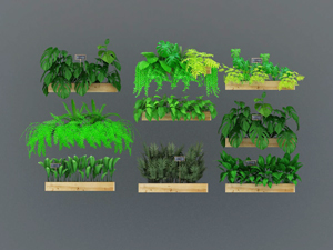 现代绿植3D模型